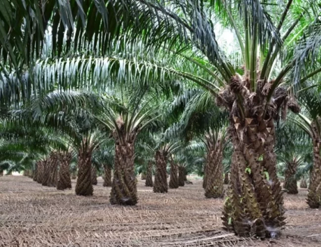 Oil-palm_banner_767x420M-2