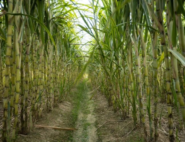 sugarcane-field-with-plants-growing-2023-11-27-04-58-32-utc (1)