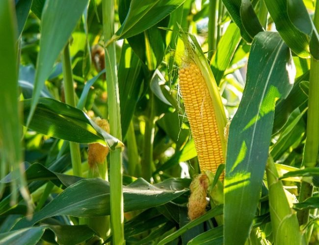 the-corn-crop-is-growing-in-the-garden-selective-2024-02-20-16-22-07-utc (1)